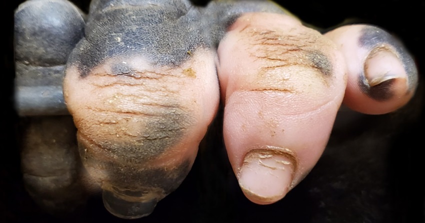 Foto dos dedos de gorila mostra como somos semelhantes